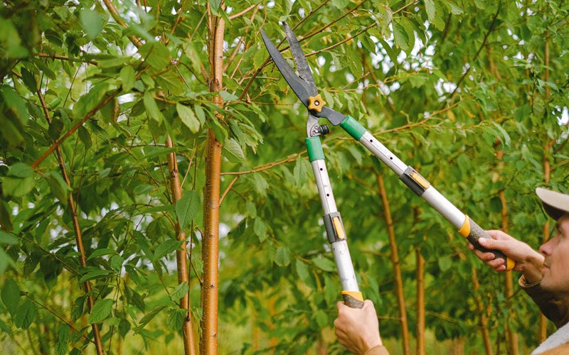 Tree trimming in New Milton, WV