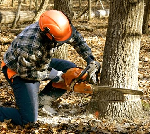 Tree Removal in New Milton, WV